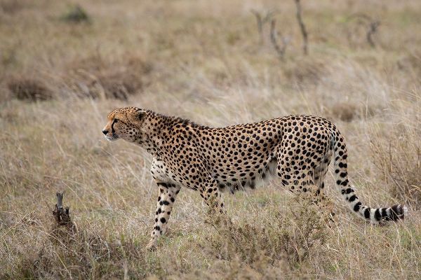 Hopkins, Cindy Miller 아티스트의 Africa-Kenya-Laikipia Plateau-Ol Pejeta Conservancy-Lone male cheetah-endangered species작품입니다.